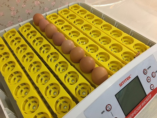 Процесс "созревания" яиц в инкубаторе полностью автоматизирован  (нажмите на фото для увеличения)