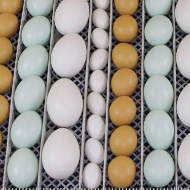 Инкубатор автоматический "SITITEK 48" обновленная версия