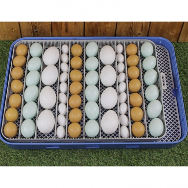 Полностью автоматический инкубатор "SITITEK 70"